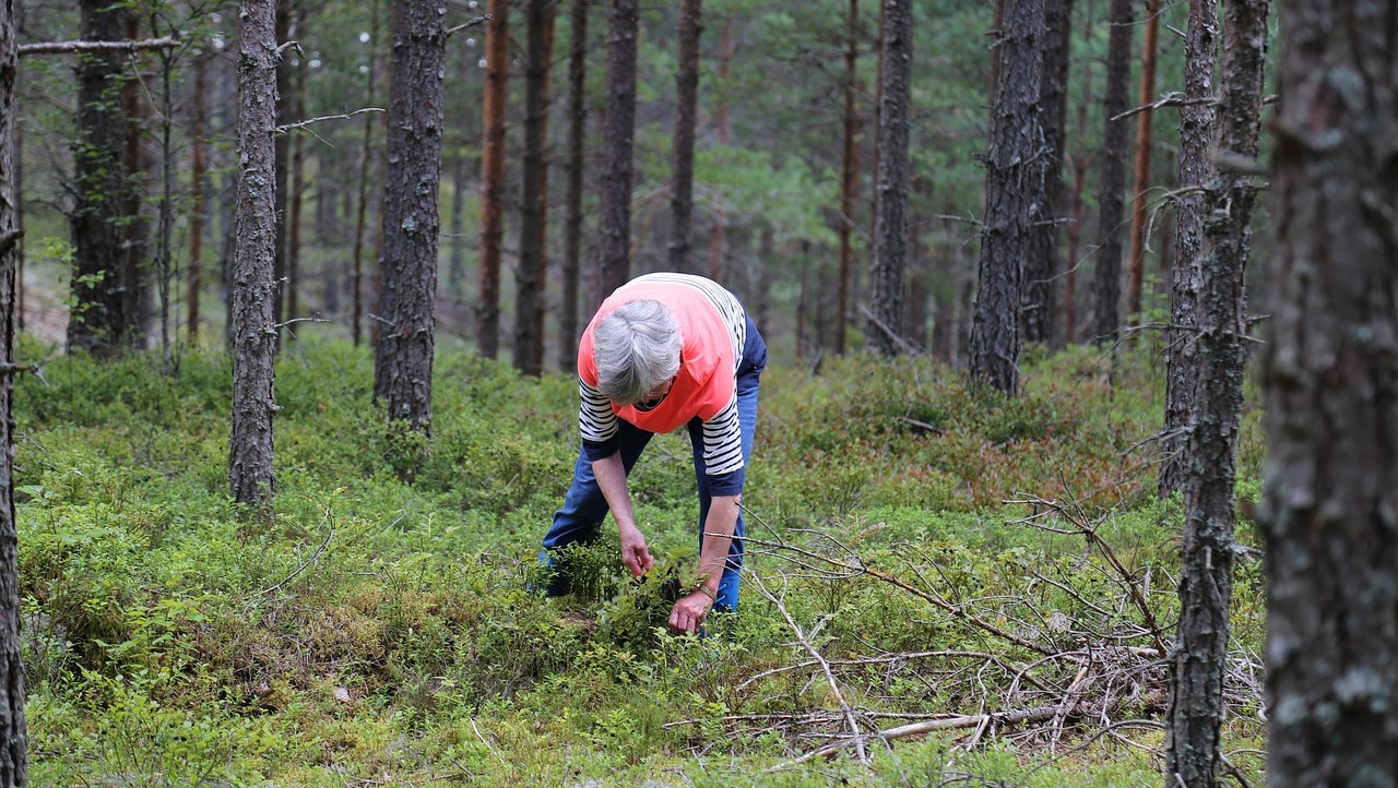 Спасатели Марий Эл до глубокой ночи искали заблудившихся в лесу женщин