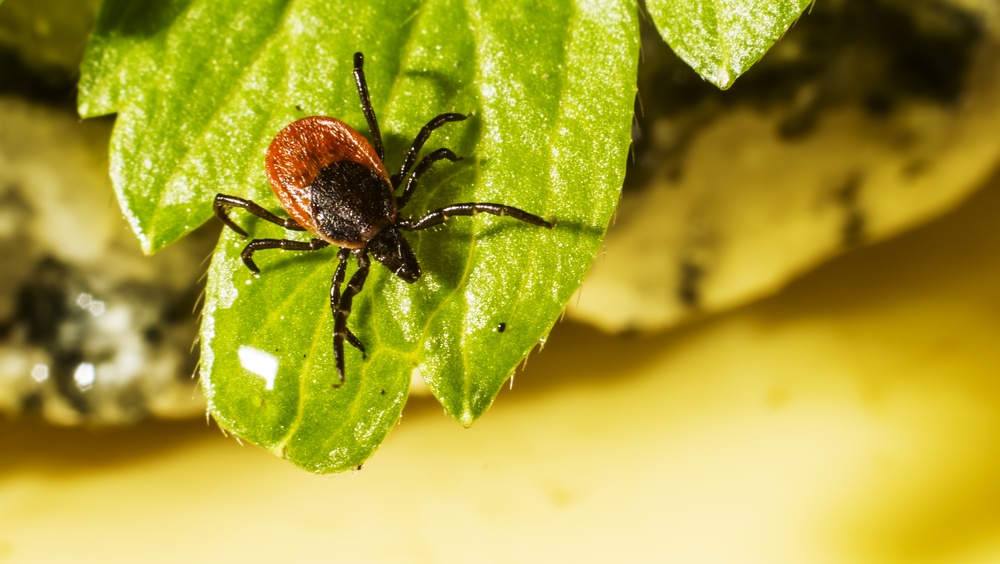На прошлой неделе в Марий Эл клещи покусали более 200 человек