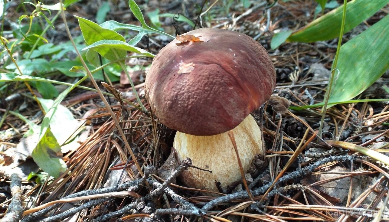 Грибники Марий Эл поделились своими секретными грибными уголками