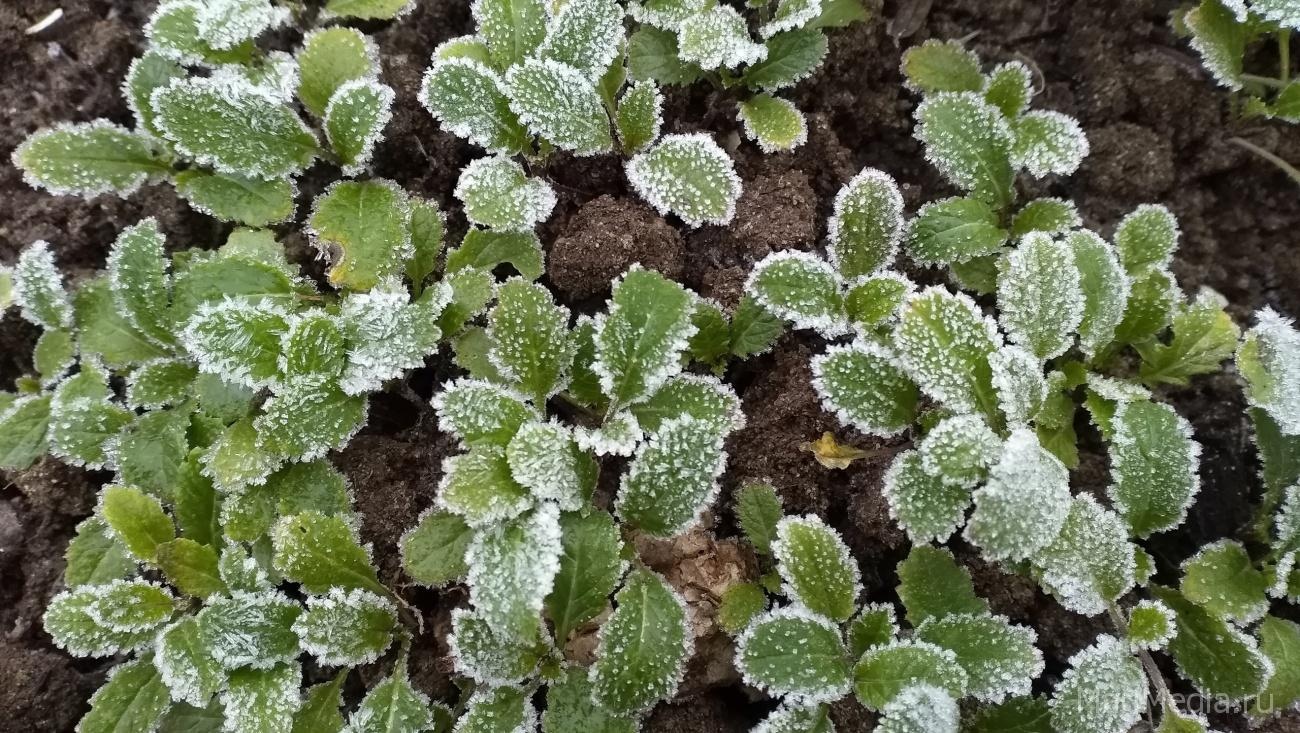 Ночью в Марий Эл обещают заморозки на почве