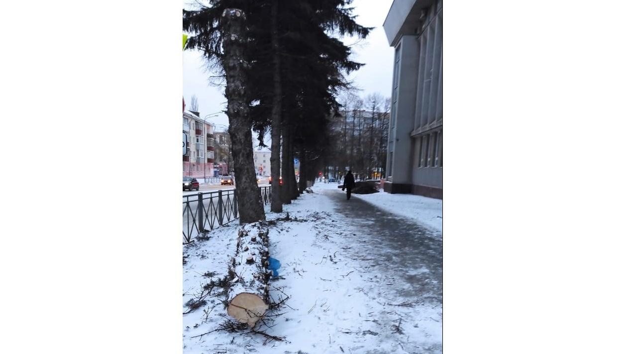 Возле здания ОПЦ в Йошкар-Оле спилили ёлки