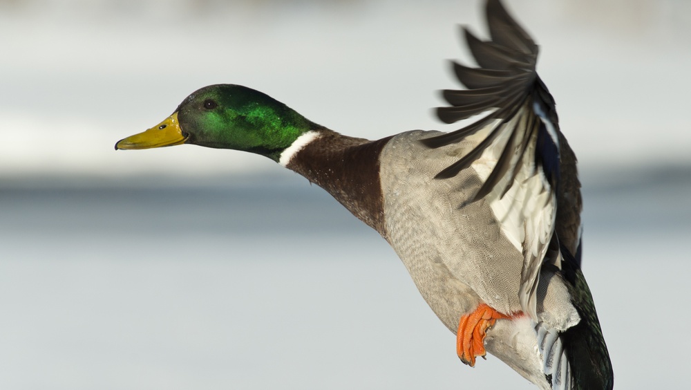 Охотников Марий Эл просят фотографировать добытых уток