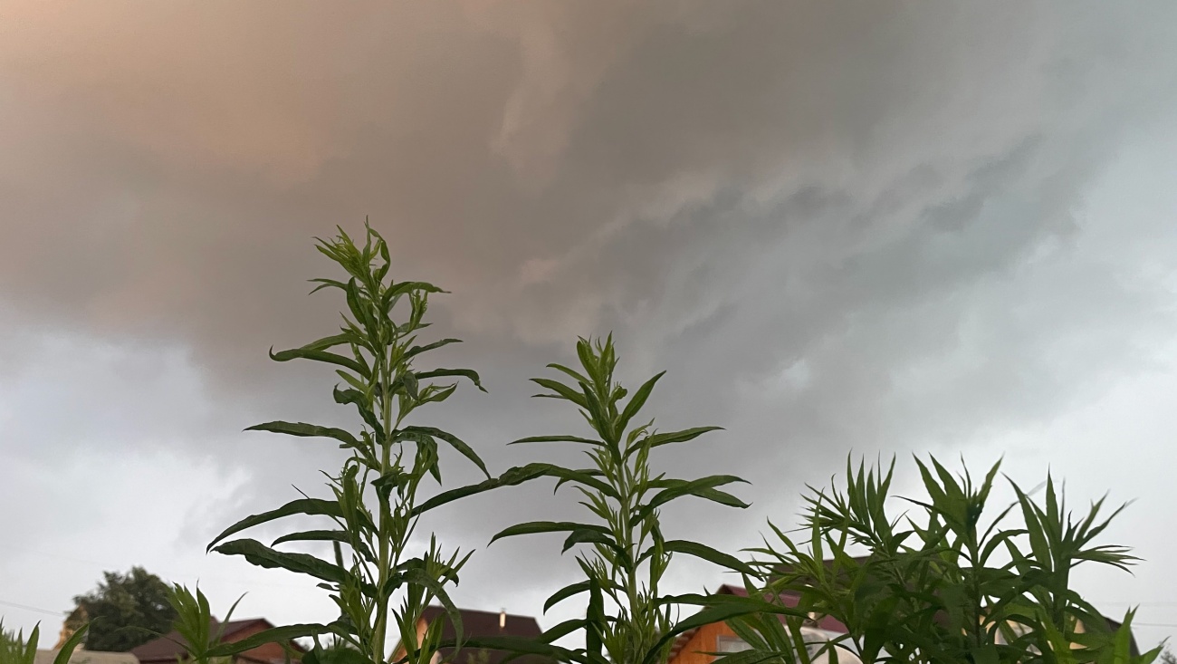 В Марий Эл обещают дожди и прохладные выходные