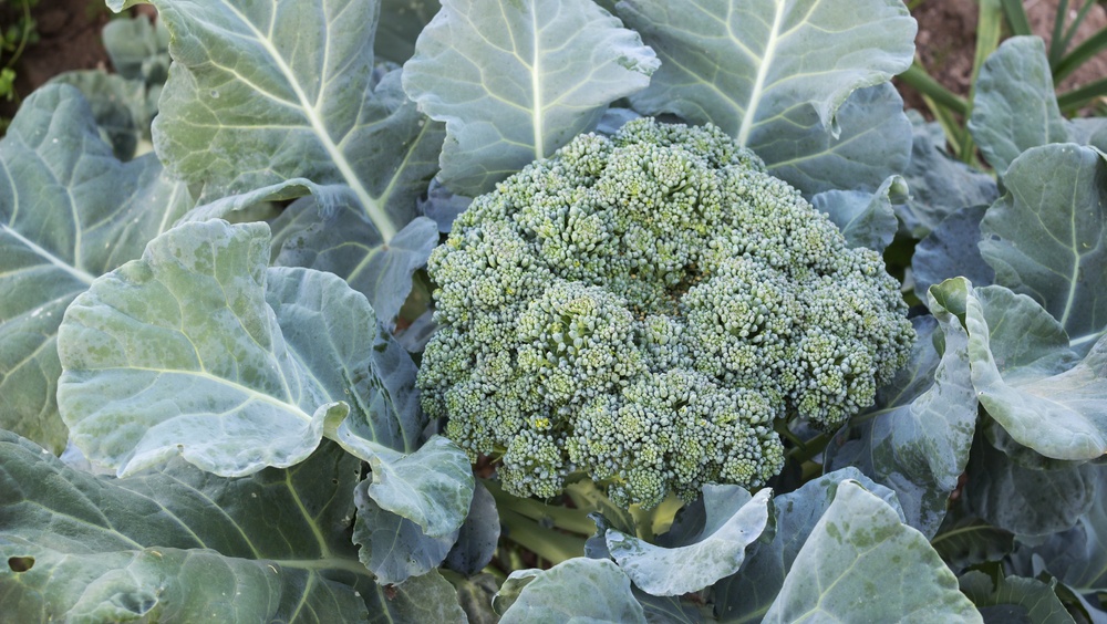 Эксперт назвала овощ, который может по питательности заменить говядину и яйца