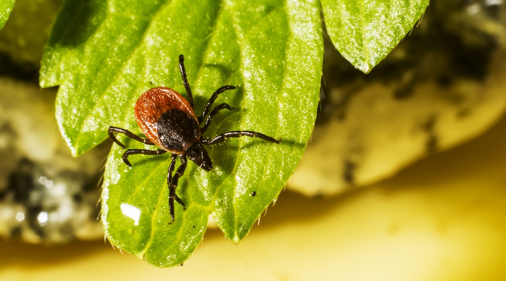 В Марий Эл три человека пострадали от укусов энцефалитных клещей