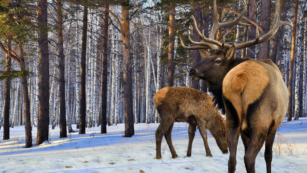 В Марий Эл из Башкортостана привезли на разведение 8 маралов