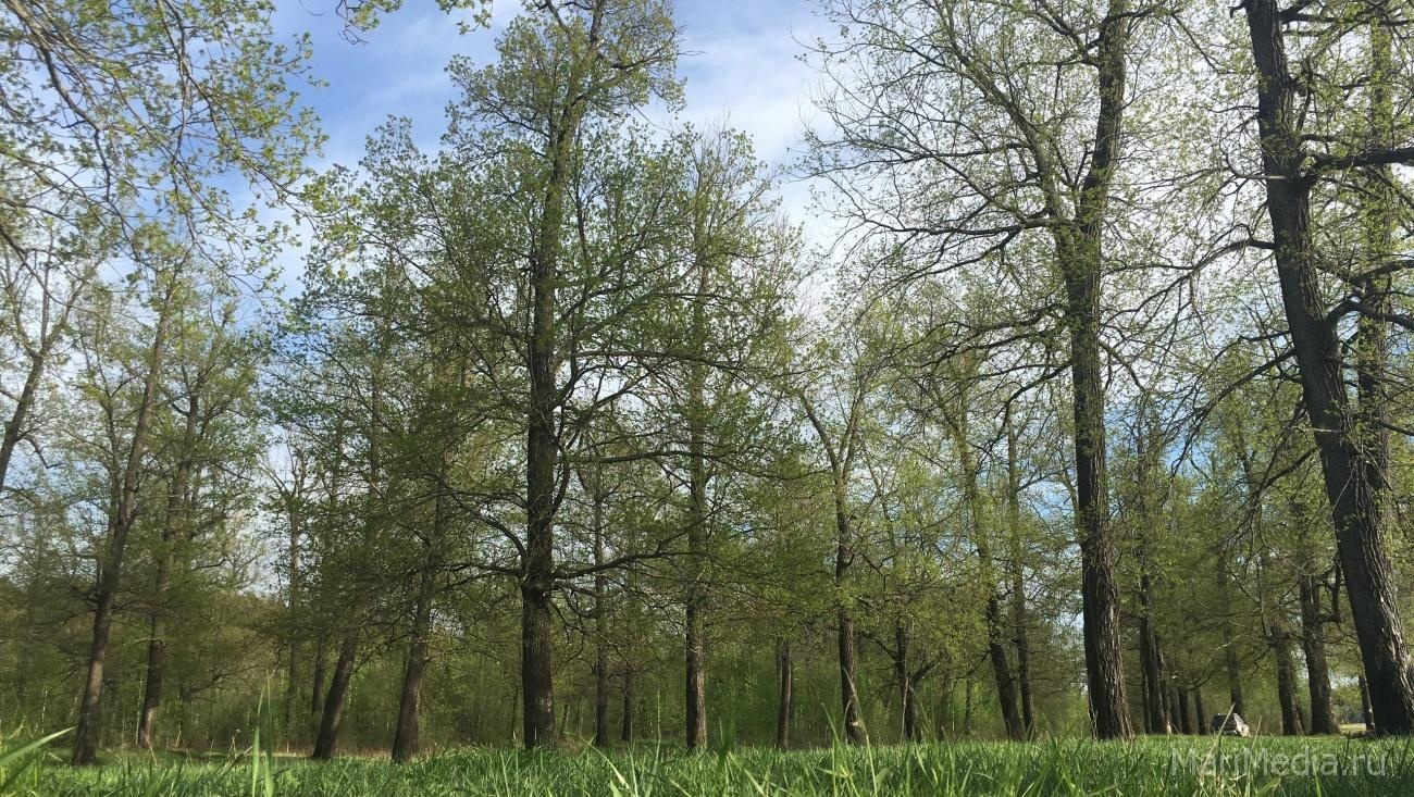 В Марий Эл с 29 апреля вводят ограничения по пребыванию в лесах