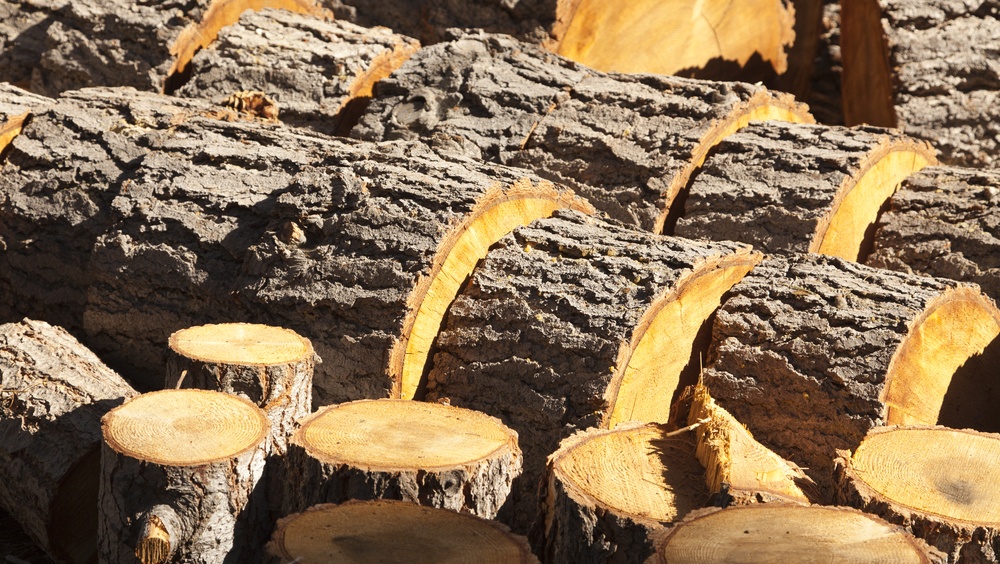 В Марий Эл чёрный лесоруб получил условный срок за 10 спиленных сосен