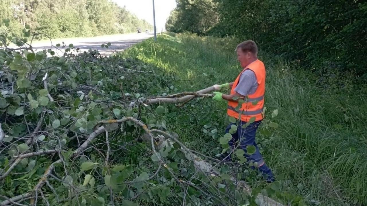Гроза повалила деревья на трассе «Вятка» в Марий Эл