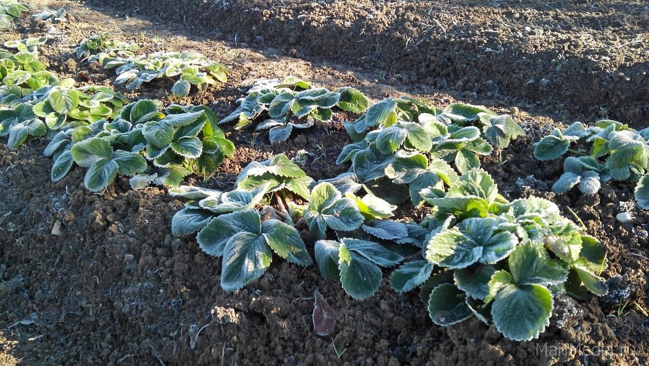 Сегодня ночью местами в Марий Эл возможны заморозки