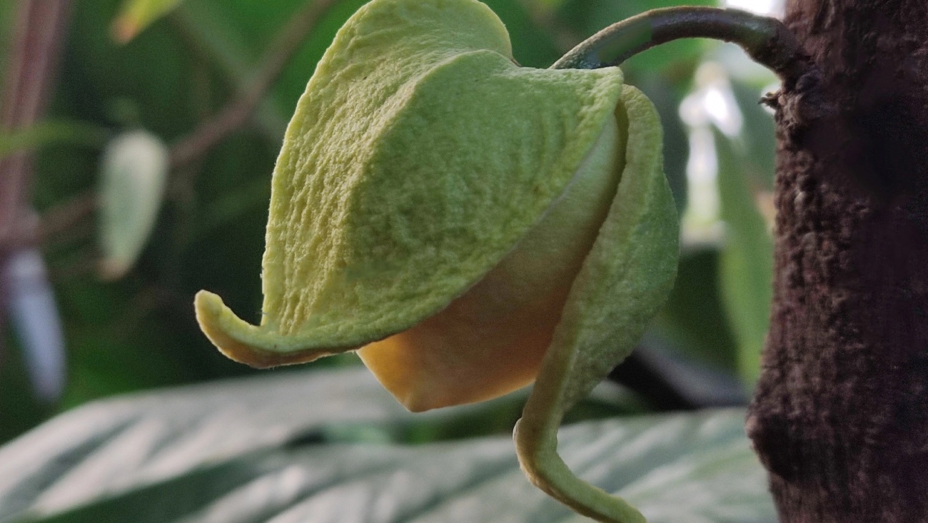 В Ботаническом саду Йошкар-Олы зацвело дерево со «сметанными яблоками»