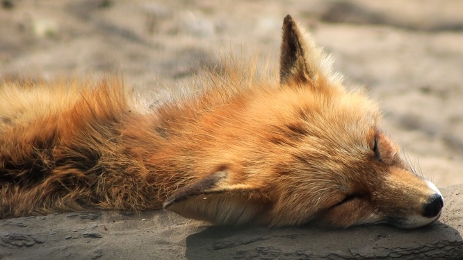 В Оршанском районе зарегистрирован новый случай бешенства животных