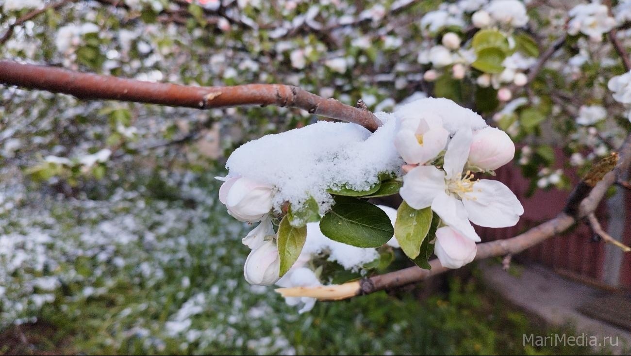 В Марий Эл в мае обещают снег