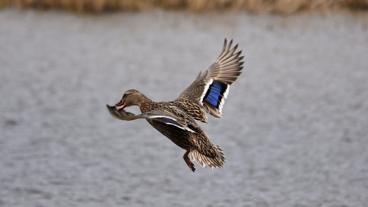 Охотникам Марий Эл предлагают фотографировать свою добычу