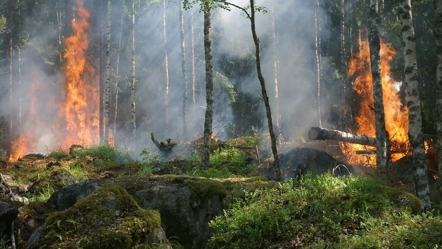 С начала пожароопасного сезона в Марий Эл произошло 9 лесных пожаров