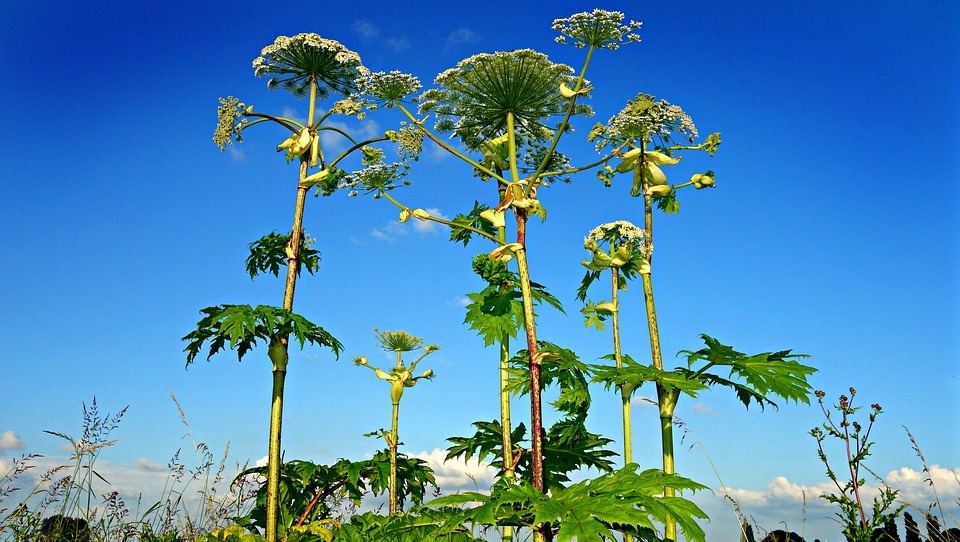 Жителей Марий Эл будут штрафовать за борщевик