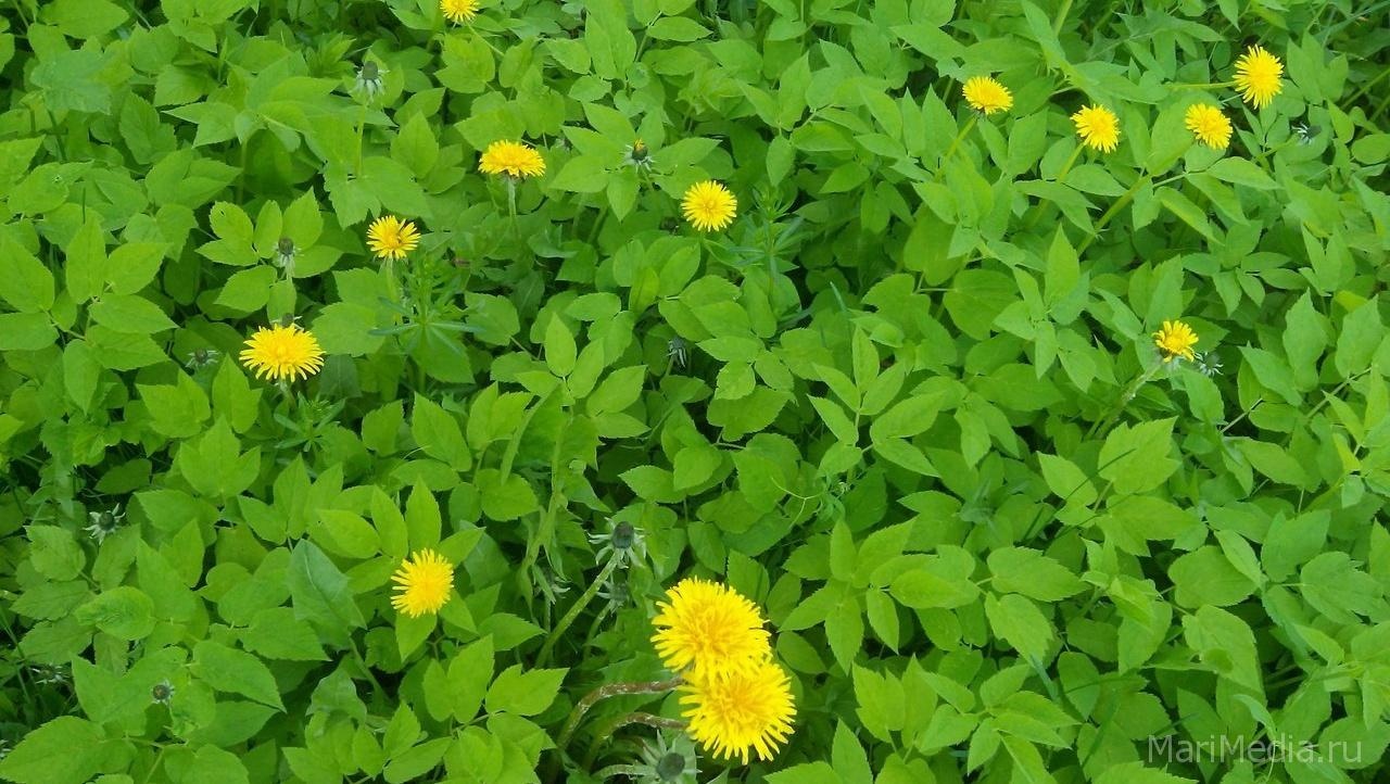 В Марий Эл на неделе сохранится тёплая солнечная погода