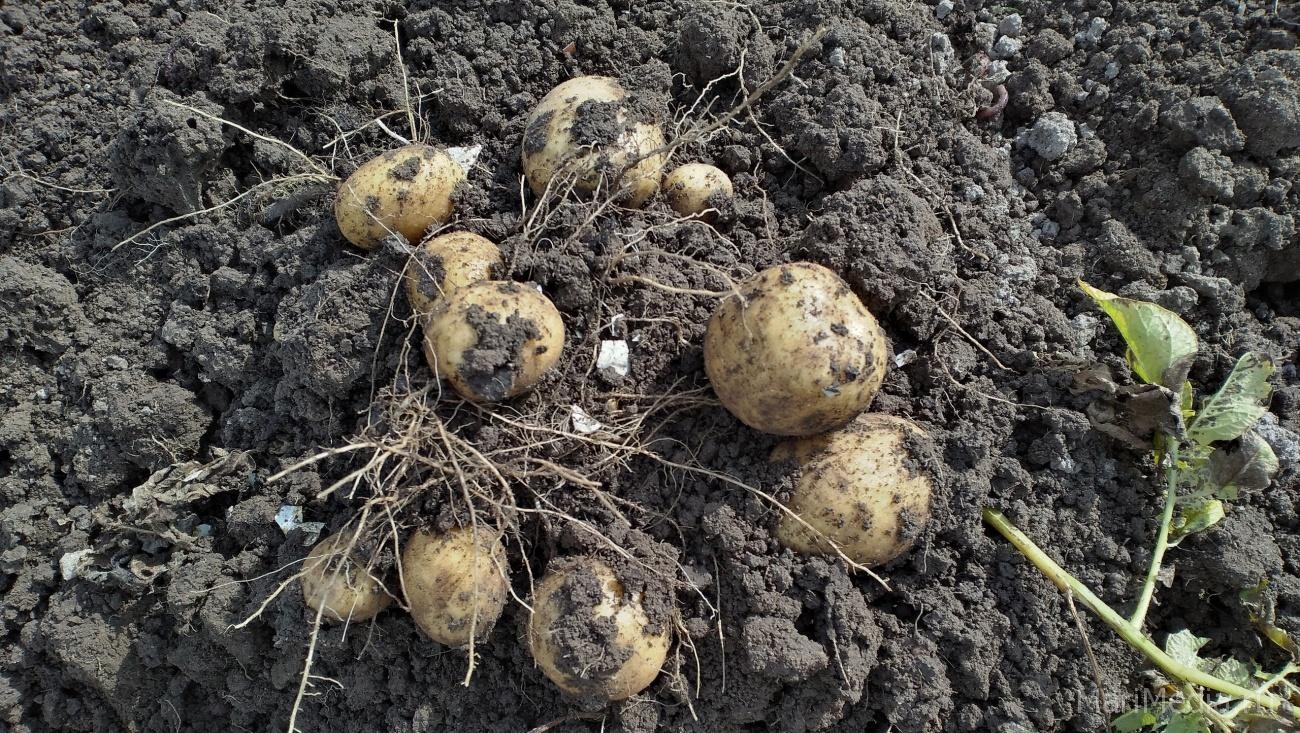 В полях под Семёновкой обнаружили картофельного вредителя