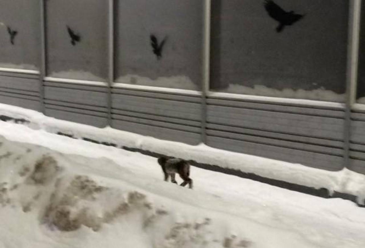 Рысь, замеченная в Йошкар-Оле, ушла в лес