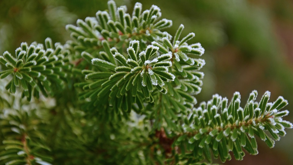 В Килемарском районе чёрный лесоруб пустил 12 пихт на веники