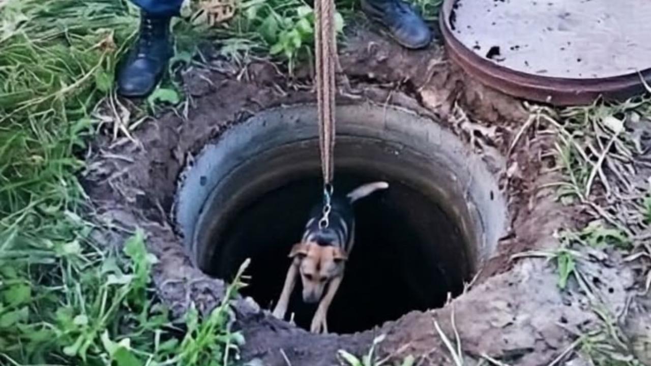 В Йошкар-Оле спасли провалившуюся в глубокий колодец собаку