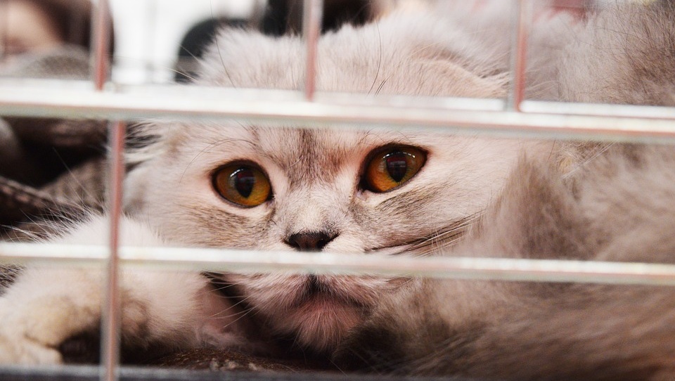 Проект об ответственном обращении с животными Госдума приняла во II чтении