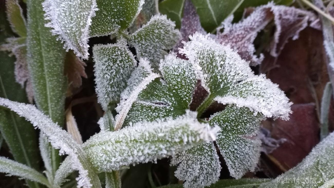 В Марий Эл ночью столбики термометров опускаются до минусовых отметок