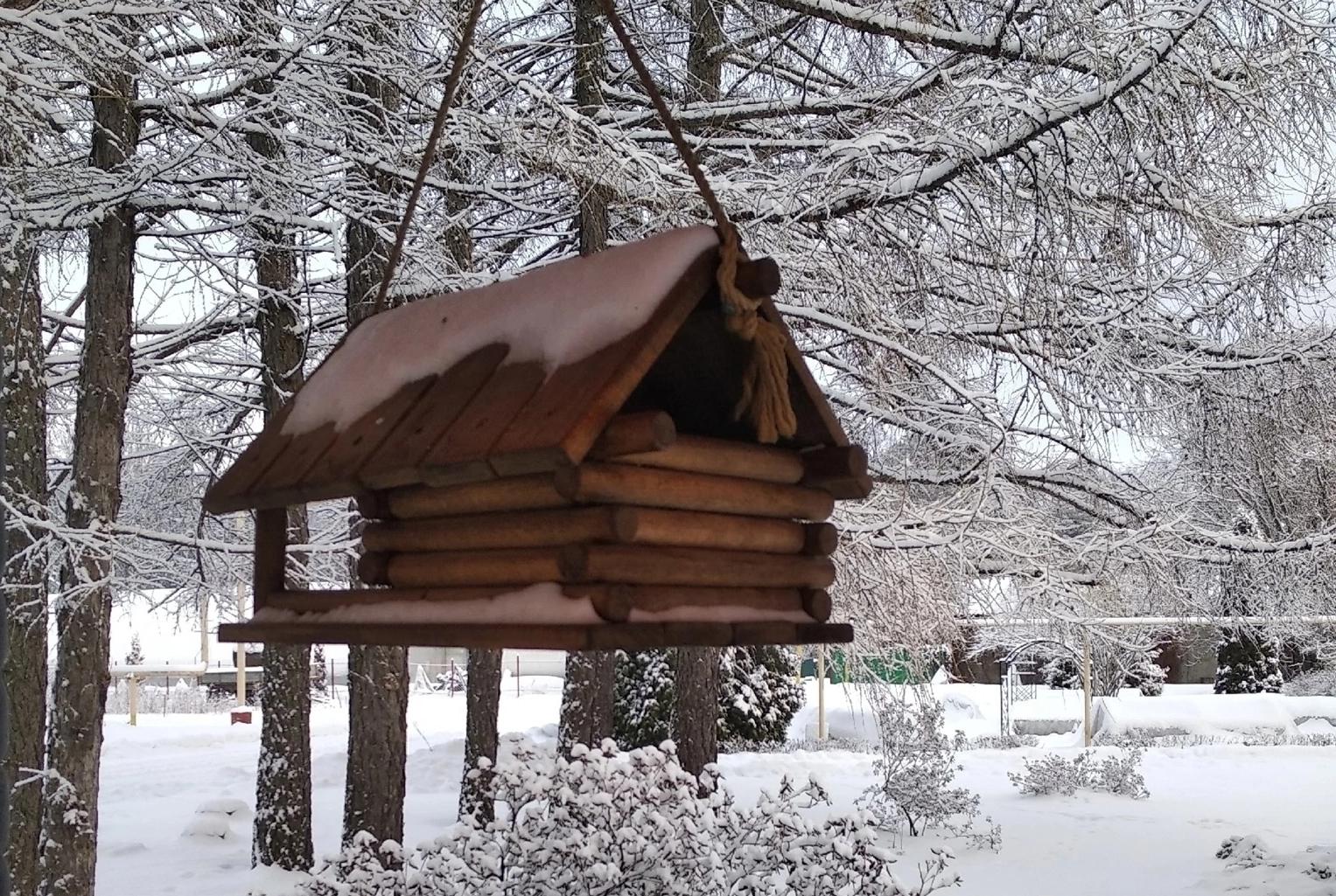 Экологи Йошкар-Олы рассказали, как организовать столовую для птиц и белок