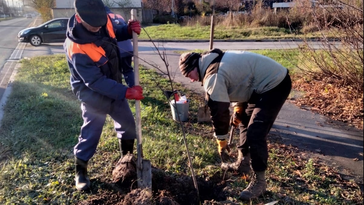 В Йошкар-Оле высадят более 350 деревьев