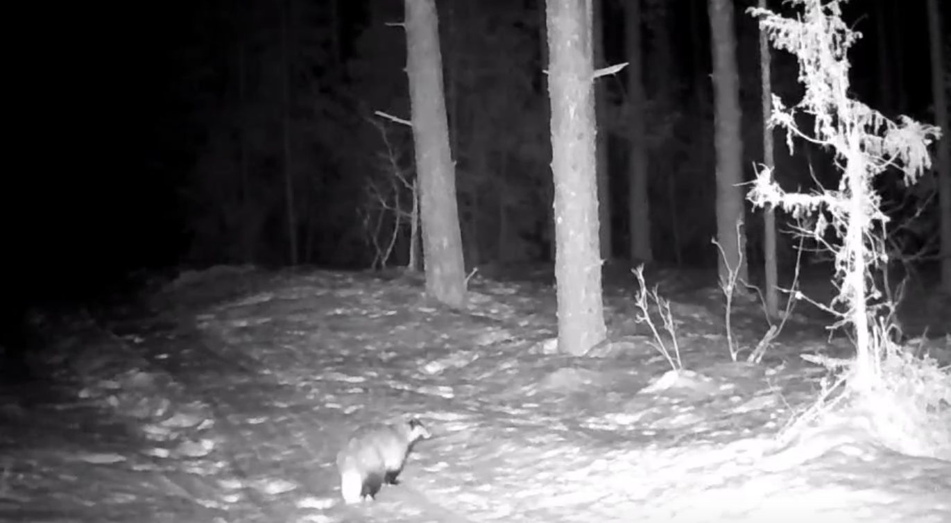 В национальном парке Марий Эл проснулись удивительные притворы