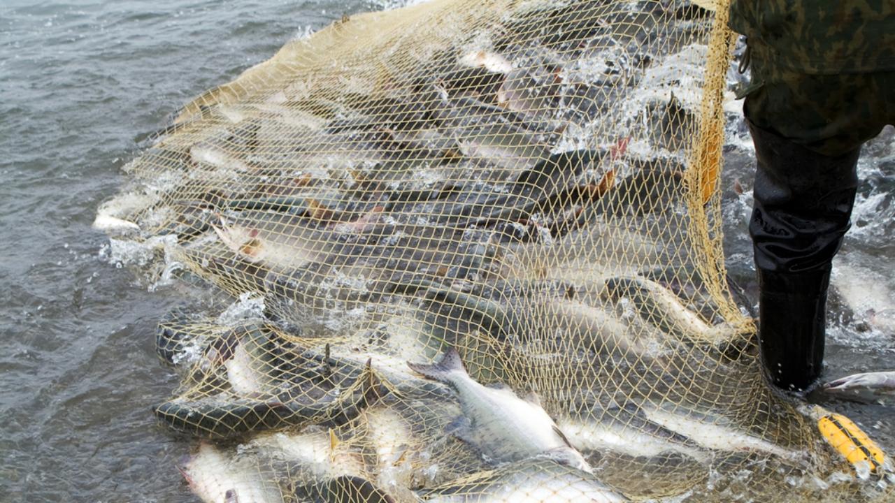 В Самарской области более 300 килограммов рыбы вернули в реки