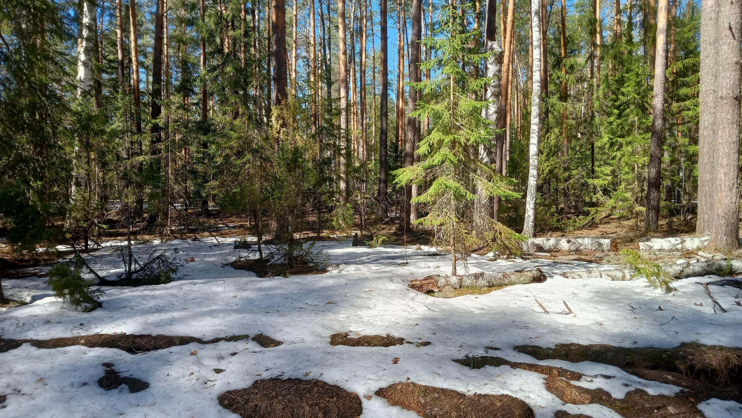 В Марий Эл по заповеднику «Большая Кокшага» ползают живые «термометры» 
