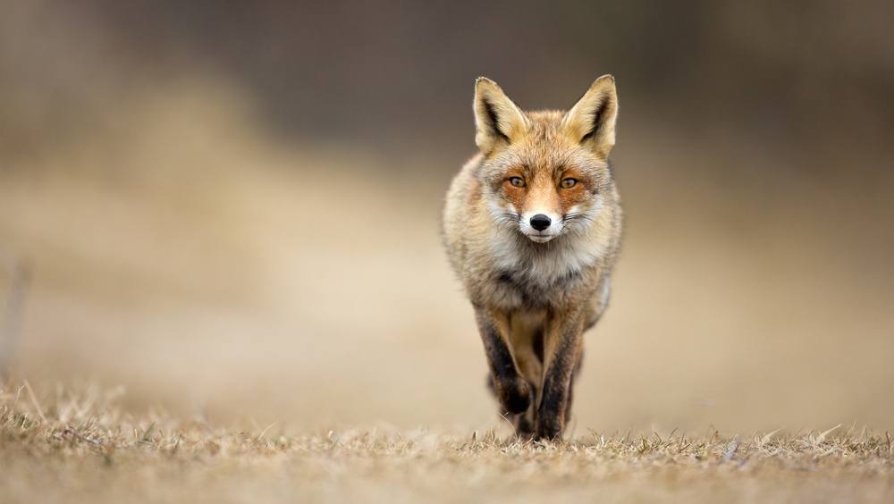 Карантин по бешенству в Волжске введён из-за лисицы