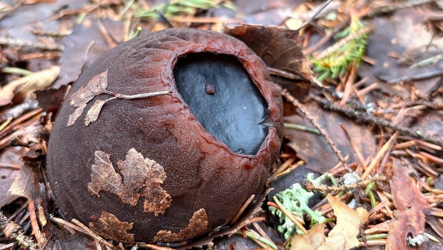 В нижегородском лесу найден редкий краснокнижный гриб – «ведьмин котелок»