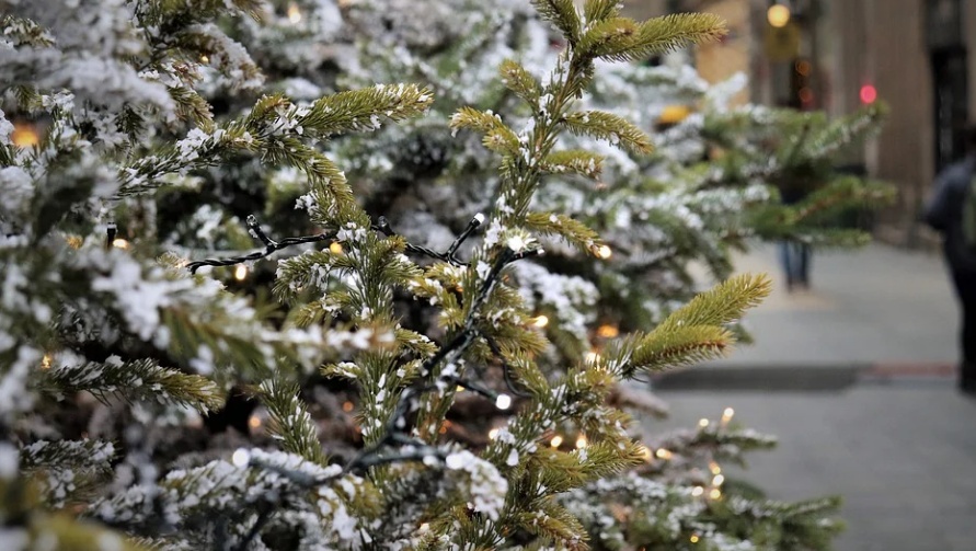 Ёлочный базар откроется в Йошкар-Оле на следующей неделе