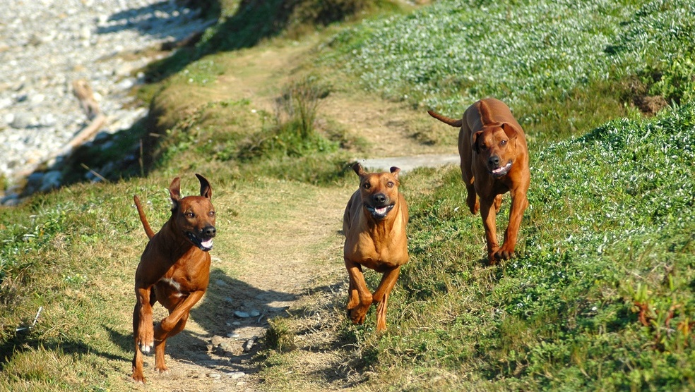В Йошкар-Оле предлагают создать МФЦ для собак