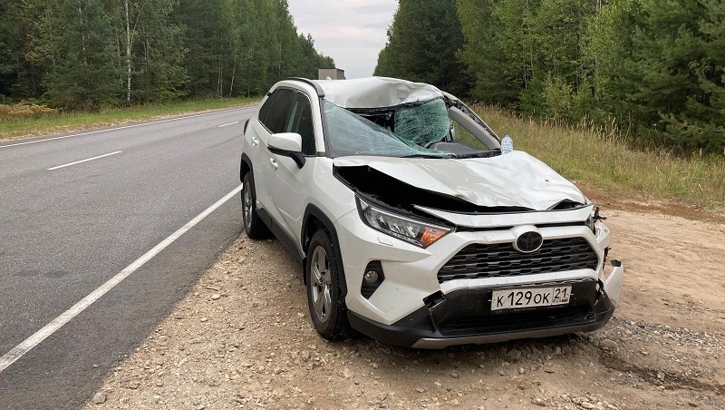 На 12 км «Кокшайск – Красногорский» иномарка сбила лося