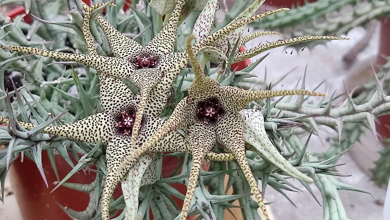 В оранжерее Ботсада в Йошкар-Оле зацвели экзоты с пикантным запахом