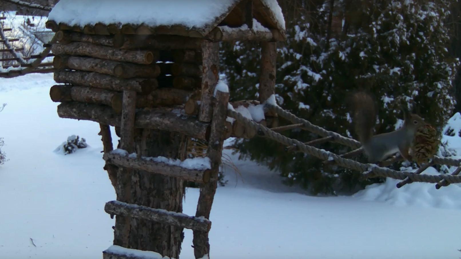 Белок в Йошкар-Оле обеспечили благоустроенными кормушками