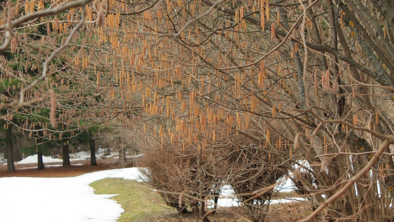 В Йошкар-Оле зацвёл орешник