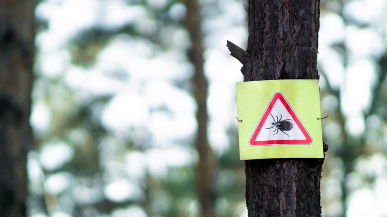 Чем опасны клещи весной