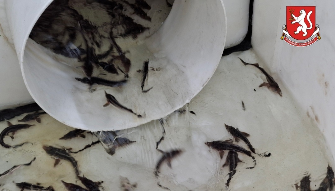 В Горномарийском районе в Волгу выпустили 22 тысячи мальков стерляди