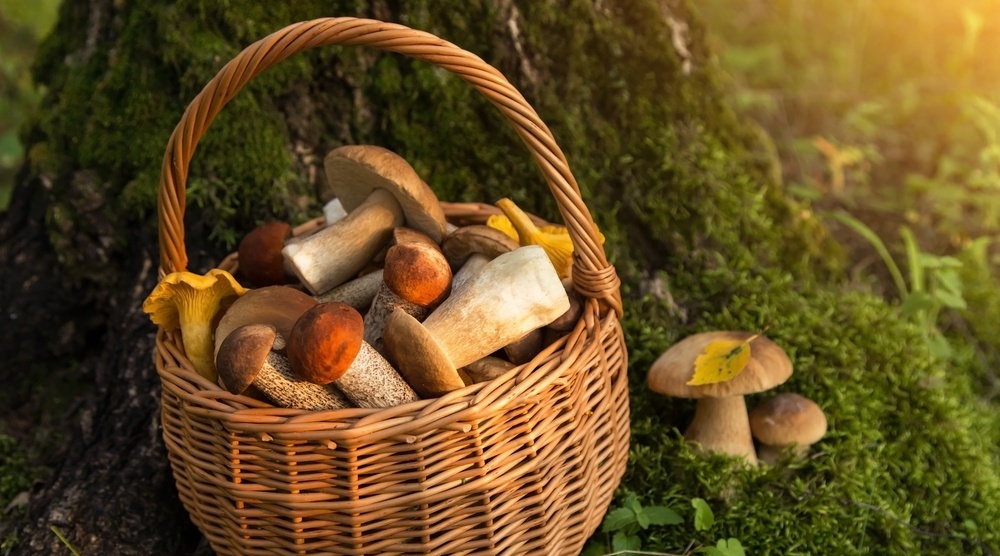 Опасные мифы о грибах