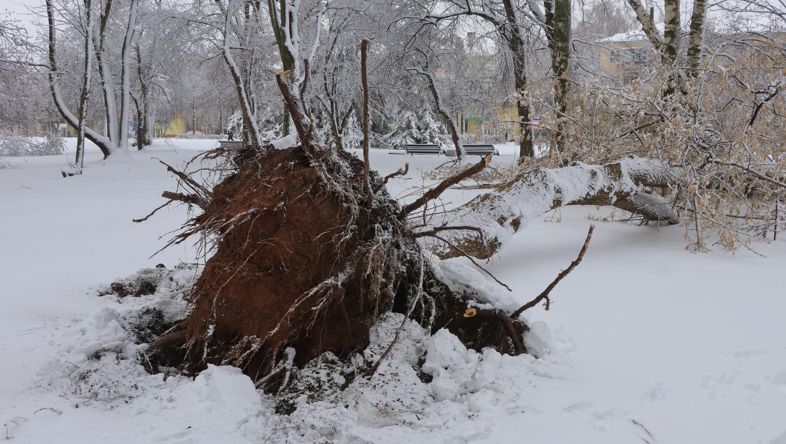 Падения деревьев фиксируют в парках и Сосновой роще в Йошкар-Оле