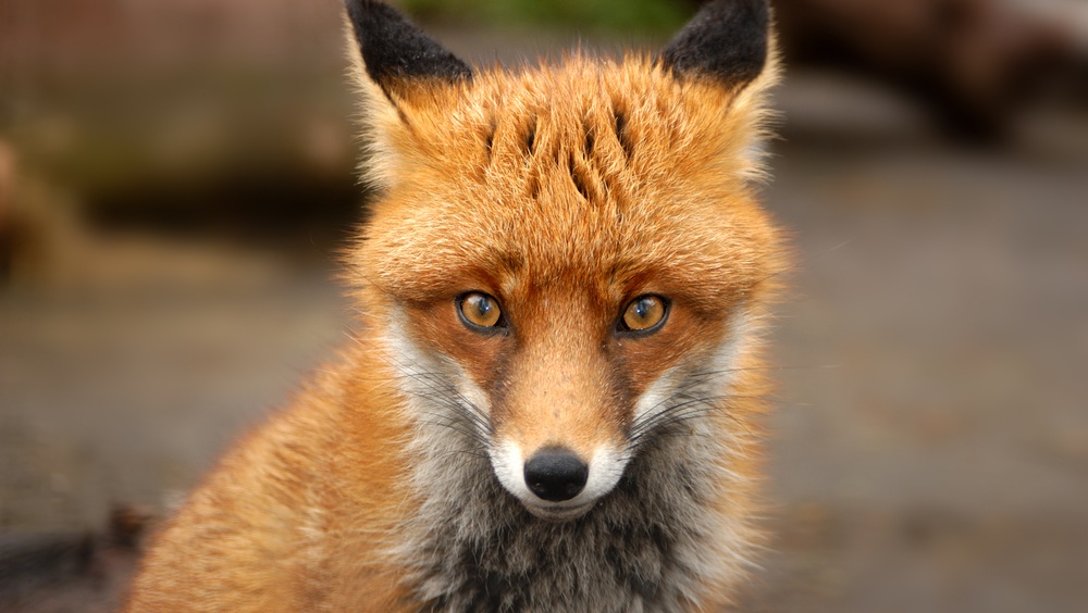 Ветеринарная служба Марий Эл советует избегать любых контактов с лисами