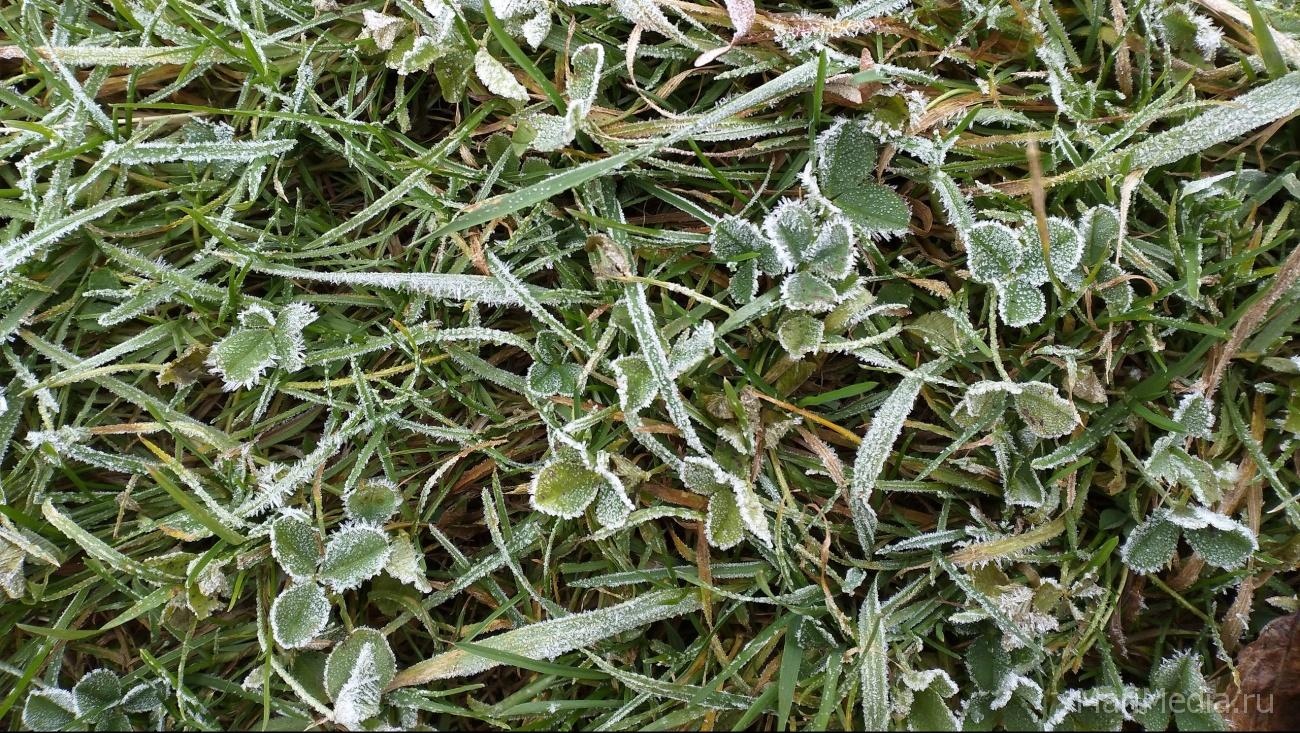 В Марий Эл ночью на почве заморозки