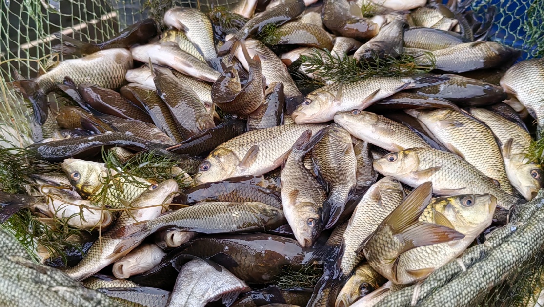 Рыбоводное хозяйство Марий Эл передало 32 000 мальков толстолобика Росрыболовству