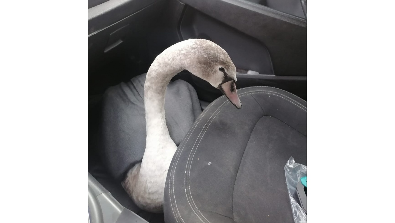 В Советском районе из водоёма спасли лебедя со сломанным крылом