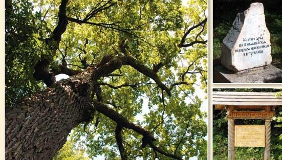 У дуба Пугачева есть все шансы стать Главным деревом страны