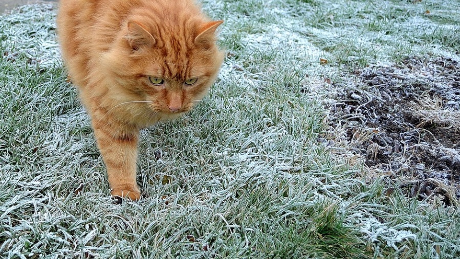 В Марий Эл прогнозируют шквалистый ветер и заморозки